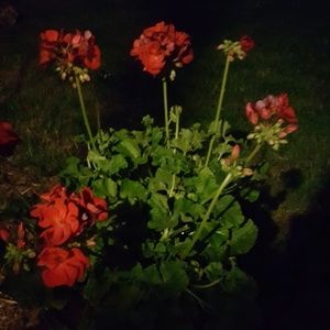 Meet your Posher, Verna